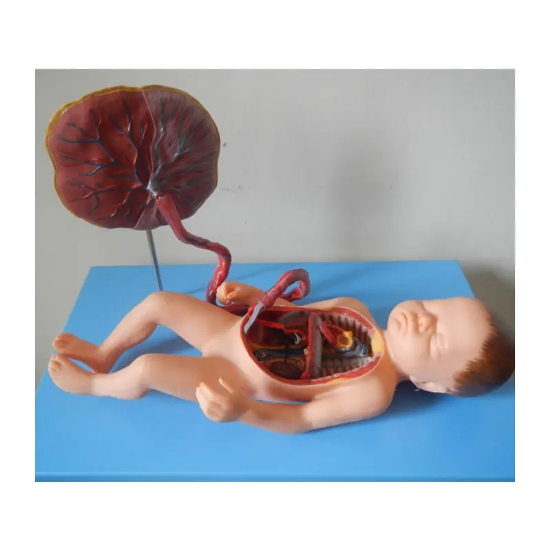 Modelo anómico de circulación sanguínea Fetal, modelo Fetal, sistema circulatorio Fetal