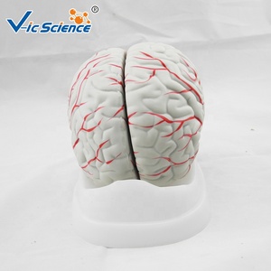 İnsan beyin anatomik tıp bilimleri modeli Brian anatomisi model beyin tıp bilimleri pvc İnsan trombüsünü büyüt - Product Image 5