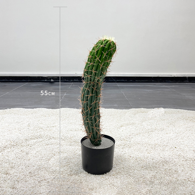55cm
