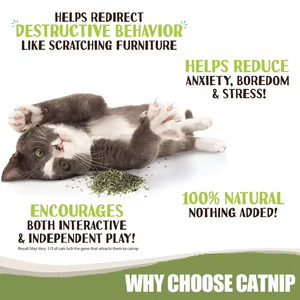 Logotipo personalizado suministro puro 100 extracto de hoja de gato Premium Natural Catnip hierba lata Catnip bolsa polvo de hierba gatera - Product Image 6