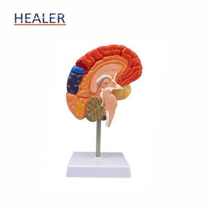 医学院使用的人体器官彩色PVC脑解剖模型 - Product Image 5