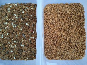 Máquina clasificadora de color de nueces de pistacho, cacahuetes, nueces, almendras, avellanas, clasificador de color, máquina de limpieza - Product Image 6