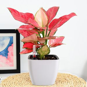 Self Watering <strong>Planter</strong> with Water Self-Water Planting Nested Container - Product Image 6