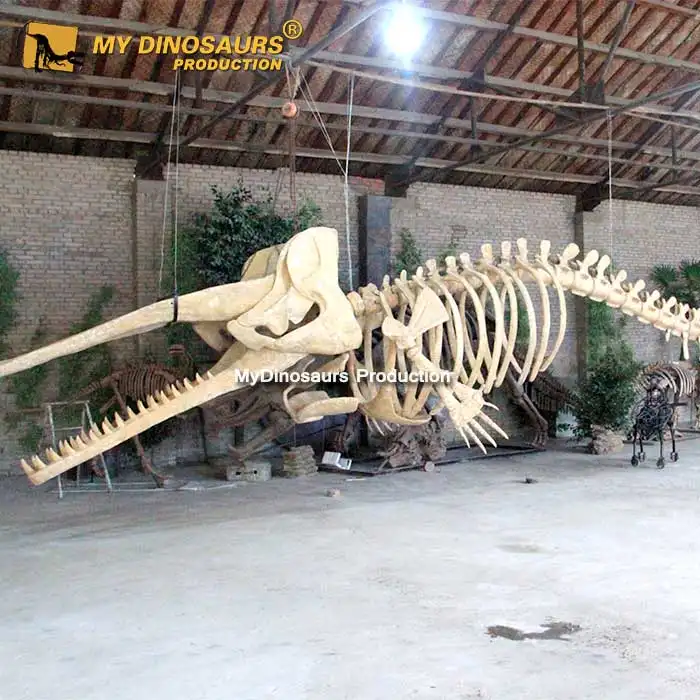 My Dino NCW968-esqueleto Animal grande, tamaño Real, fósil de ballena