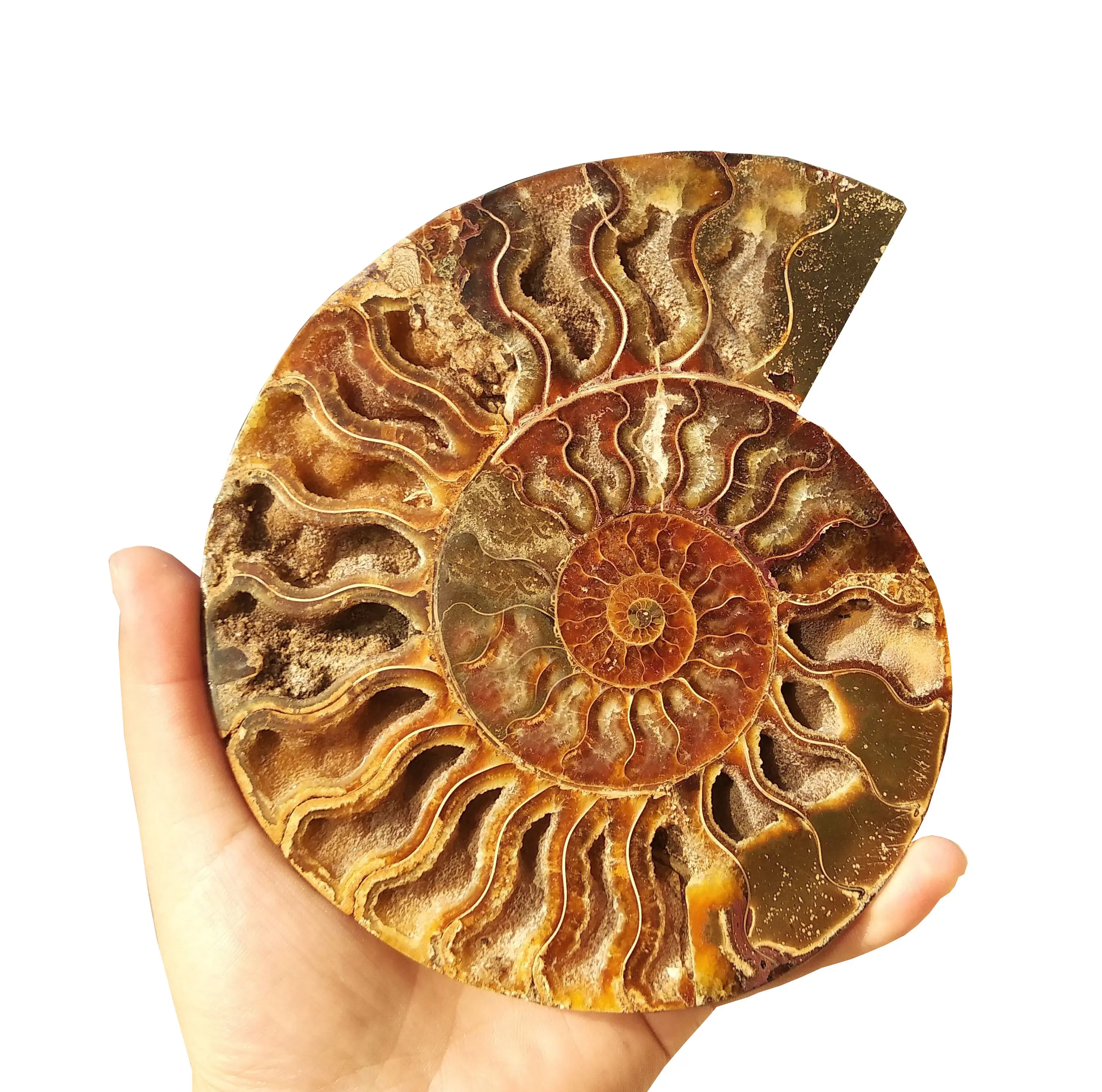 Grosir Natural Ammonite Slab Madagaskar Fosil Warna-warni Batu Alam dan Mineral Spesimen untuk Dekorasi