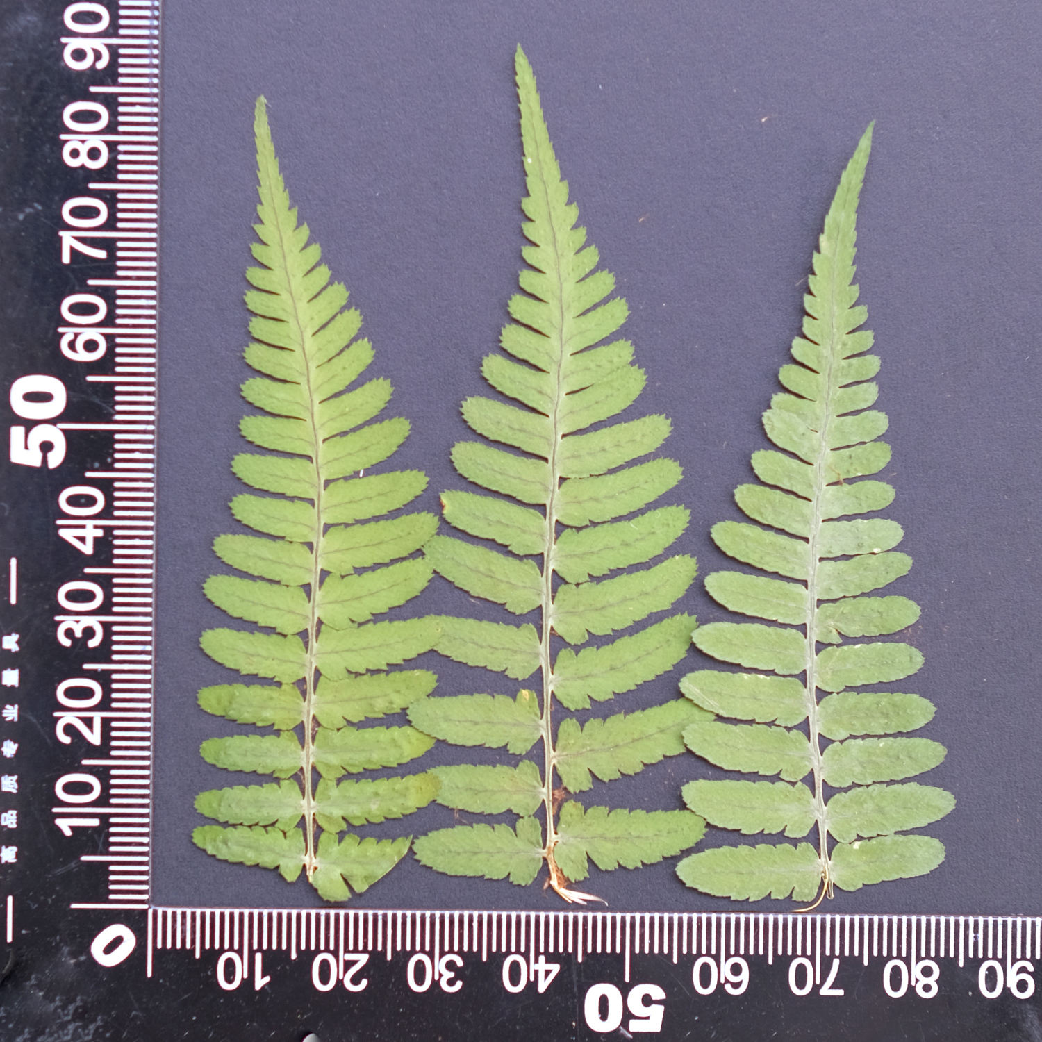 MH688 Fougère écailleuse 6-8cm vert 12pcs