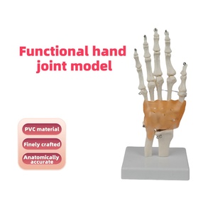 Functional PVC Hand Joint Model Human Skeletal Teaching Manikin for <strong>Medical</strong> Science Training <strong>in</strong> Schools and Hospitals - Product Image 2