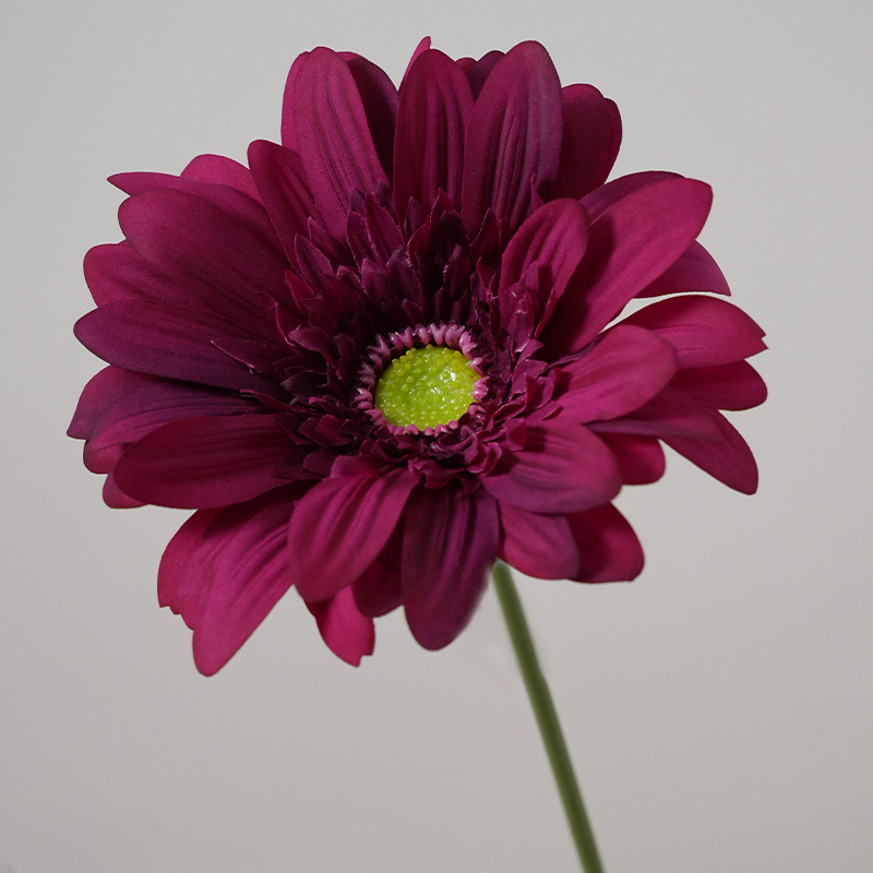 Rosa Madder violeta