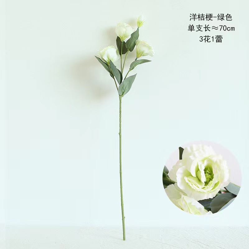 Platycodon grandiflorus - verde claro