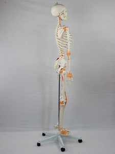 SCIEDU成人人骨格176CM,半体筋肉開始および終了点半体靭帯骨マーキング数骨格