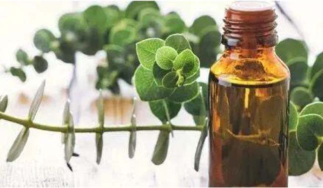 HPLC Huile essentielle d'eucalyptus aromatique pur pour lutter contre le gonflement CAS 470-82-6 0