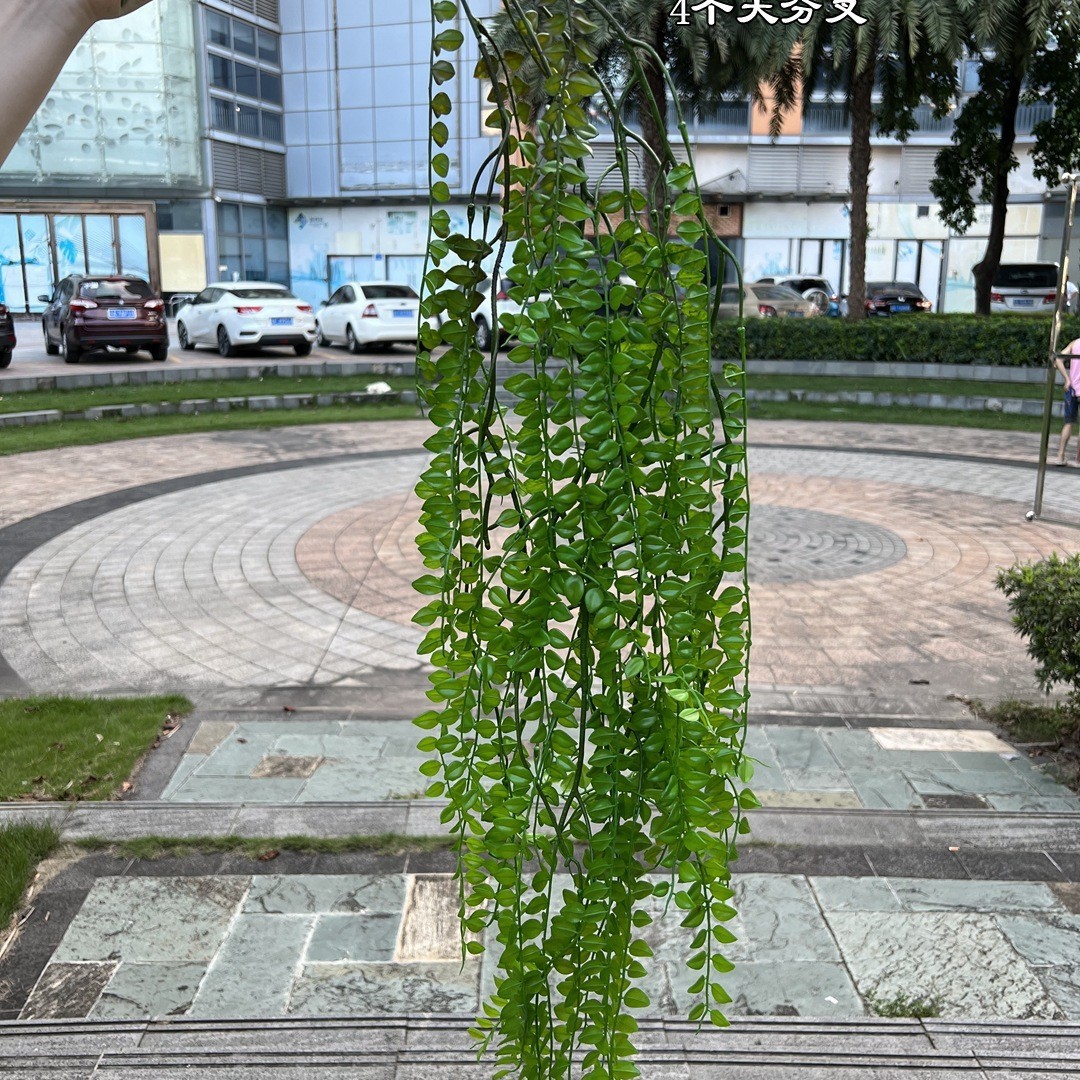 Hanging seaweed leaves green