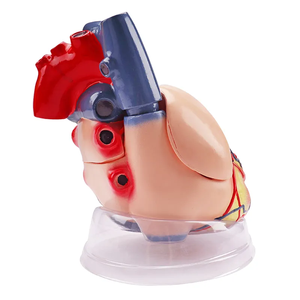 Tıbbi kardiyoloji anatomisi Model beyin renk insan kalp modeli şeffaf tabanı ile 5 kez 3 parça - Product Image 4