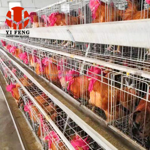 Besleyici tavuk Broiler besleme kafesi ile 4 katmanlı tavuk yumurtlama kafesi horoz tavuk kafesi - Product Image 5