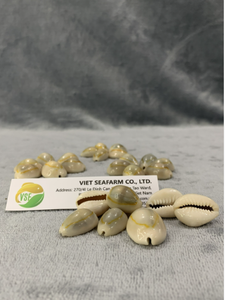 (ADAM) EXCELLENT PRODUCT to DECORATE/ GOLDEN COWIRE <strong>SHELL</strong>/ CHEAP PRICE and LARGE QUANTITY for WHOLESALE - Product Image 2