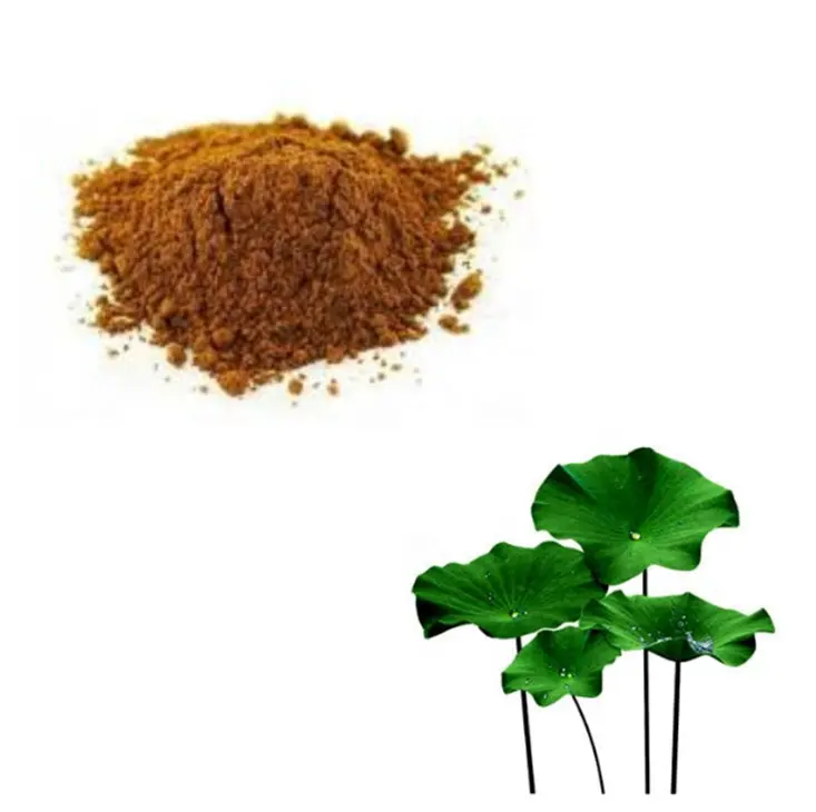 Factory Supply Nelumbo Nucifera Leaf Extract 5% Flavonoids Powder