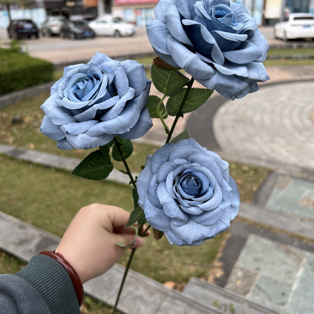 Bleu Poussiéreux, rose bleu à 3 têtes frisées