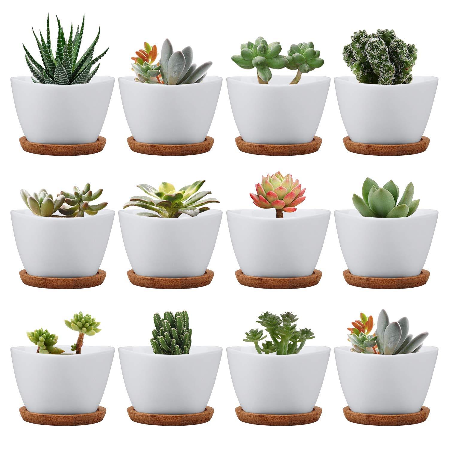 Vasi per Succulente e Cactus