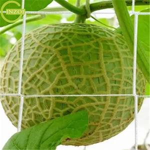 ตาข่ายไนล่อนเนื้อนิ่มสำหรับการเกษตร - Product Image 6