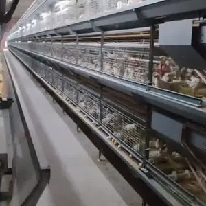 Yeni durum tavuk kümesi çelik çerçeve Broiler çiftlik için prefabrik kanatlı ev tasarımı h-tipi otomatik ev tavuk