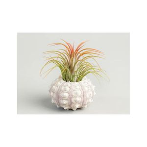 LOVELY SEA URCHIN SHELL PRODUCT BEET NAM DECORATION CHRISTMAS GIFTで作られたBLUE LOTUS FARM VIETNAMからのSEA SHELL - Product Image 5
