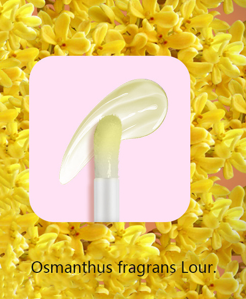 Osmanthus fragrans Lour. Osmanthus fragrans Lour. Osmanthus fragrans Lour.