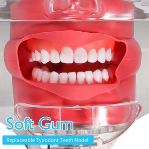 Dental Simulator Manikin Phantom Head - Teaching Mouth Head Model <strong>Fix</strong> on Chair Replaceable Typodont Dental <strong>Tooth</strong> Model - Product Image 4