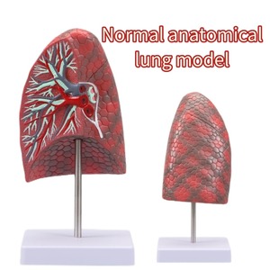 Tıbbi bilim için Normal insan akciğer anatomisi iç organlar sağlık akciğer modeli için Model beyin - Product Image 2