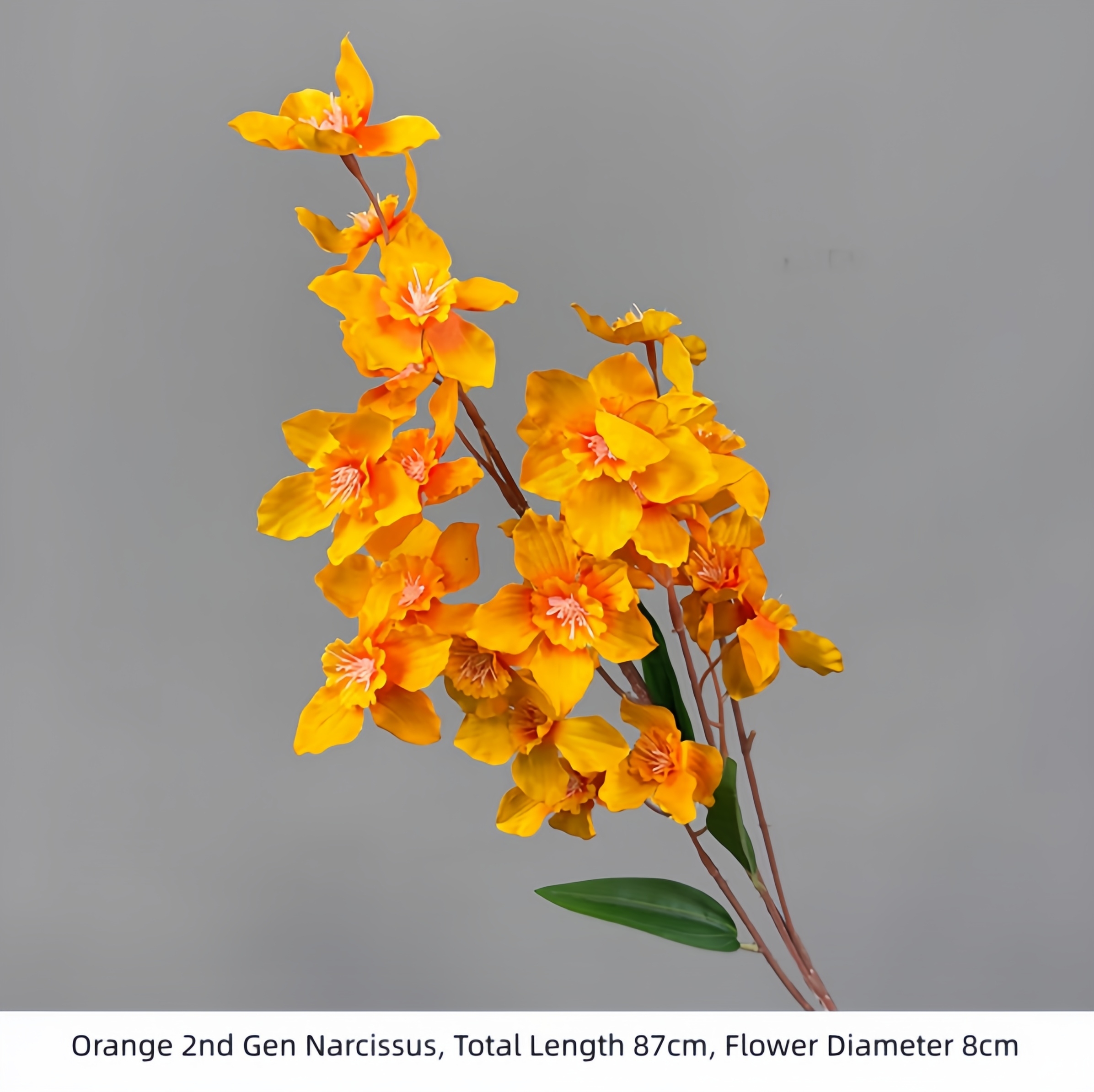 Orange Narcissu 2ème génération