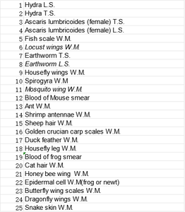 Diapositivas preparadas de zoología, un juego de 25 portaobjetos de microscopio - Product Image 4