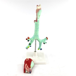 Advanced Biology Model Medical <strong>Human</strong> Bronchi with Larynx Model Anatomy Model - Product Image 6