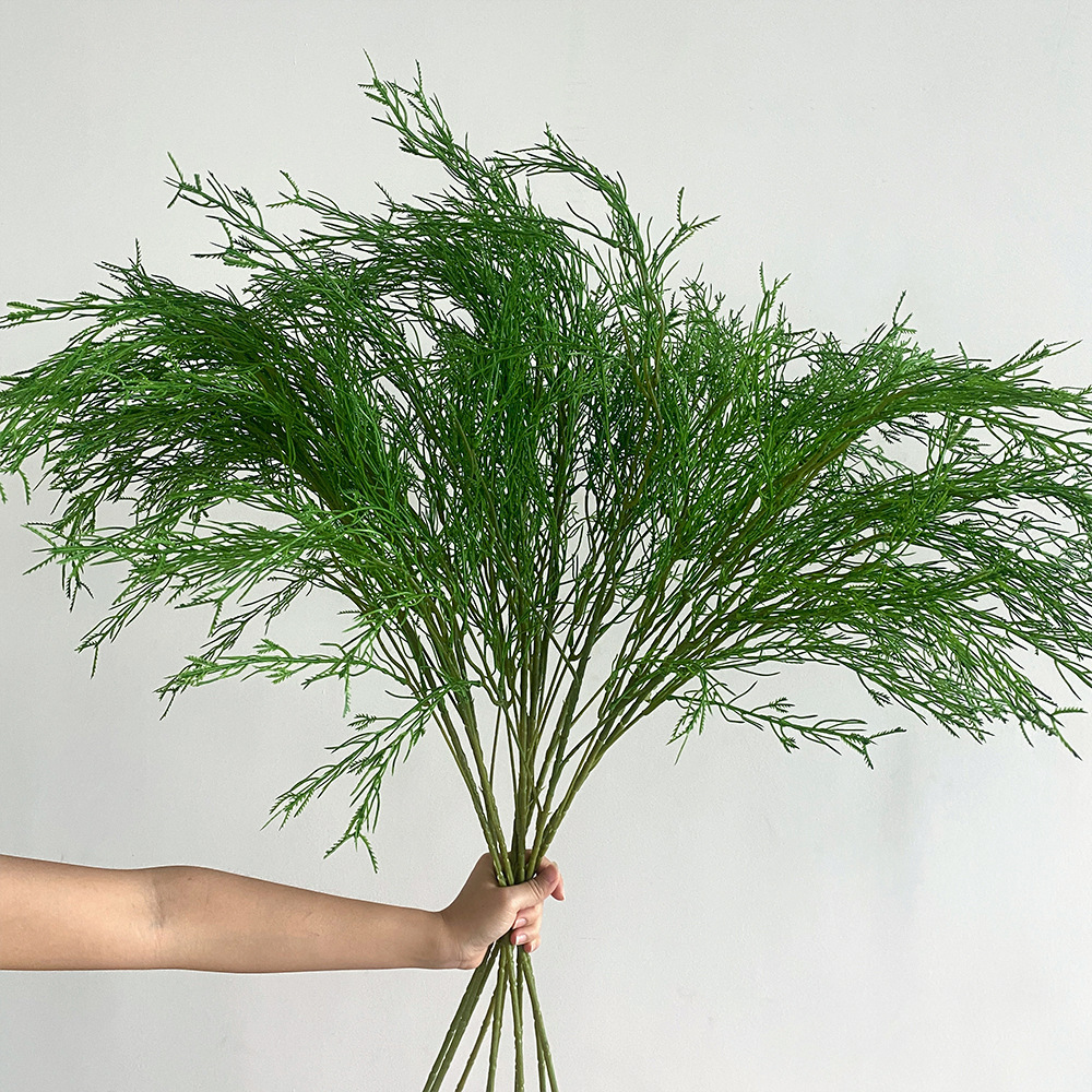 Erba di asparagi a stelo grosso-5