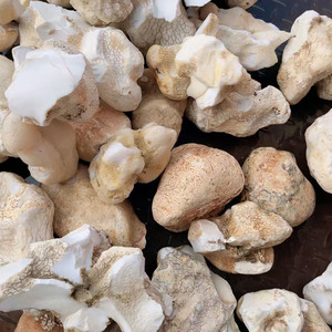 High Quality White <strong>Jade</strong> Raw Stone Natural <strong>Jade</strong> Crystal Rough Stone for Processing - Product Image 6