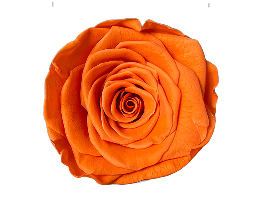 Orange Yellow