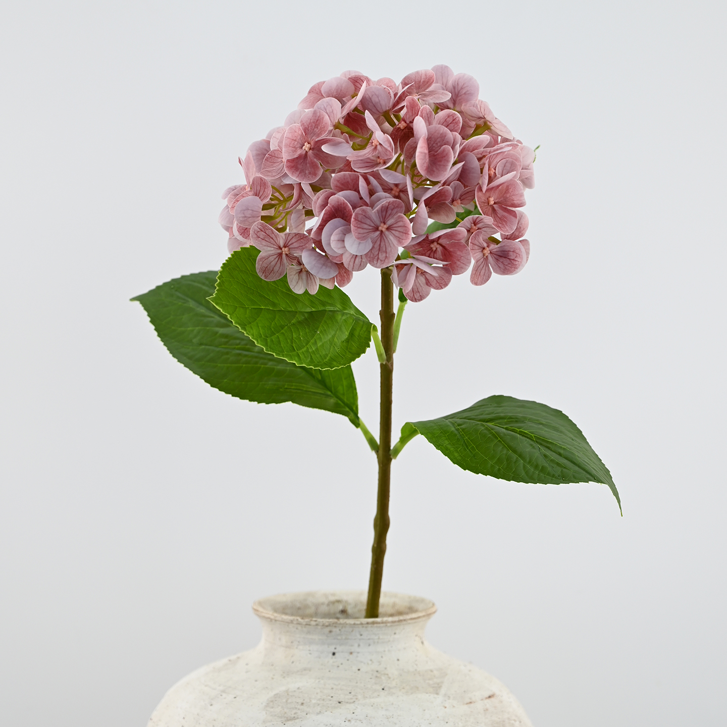 Rose garance