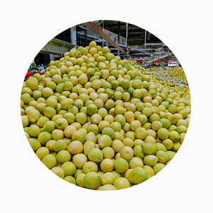 Bưởi shatian từ nguồn gốc | Chất lượng hạng nhất | cung cấp xuất khẩu số lượng lớn - Product Image 5