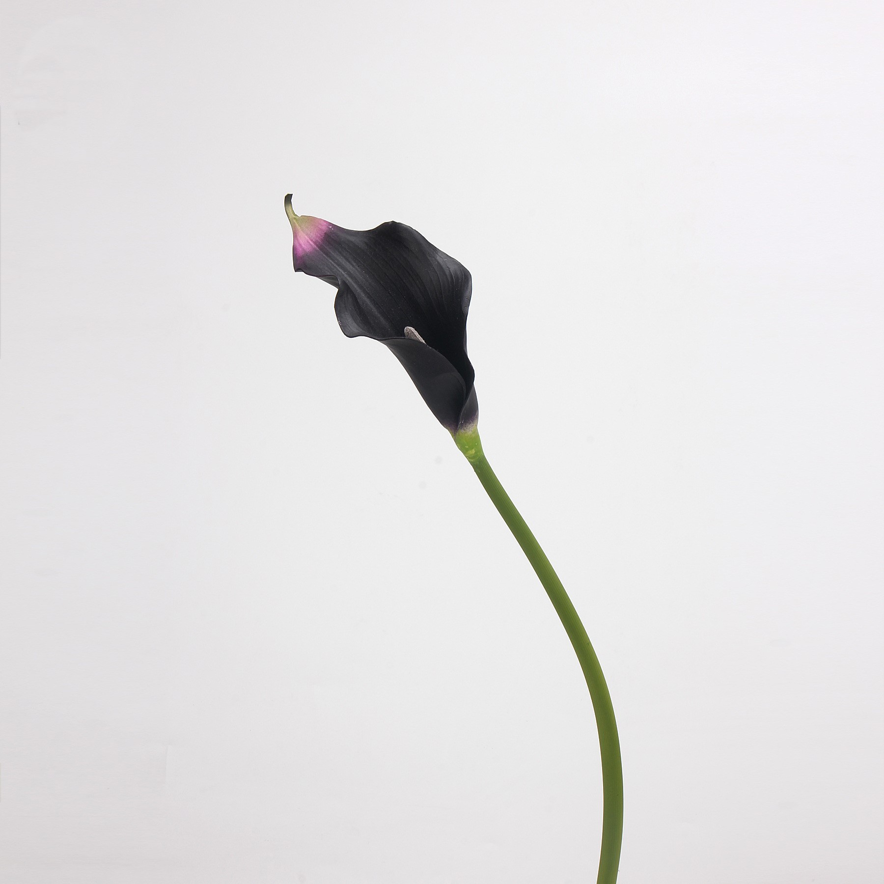 DK Violet - 63CM