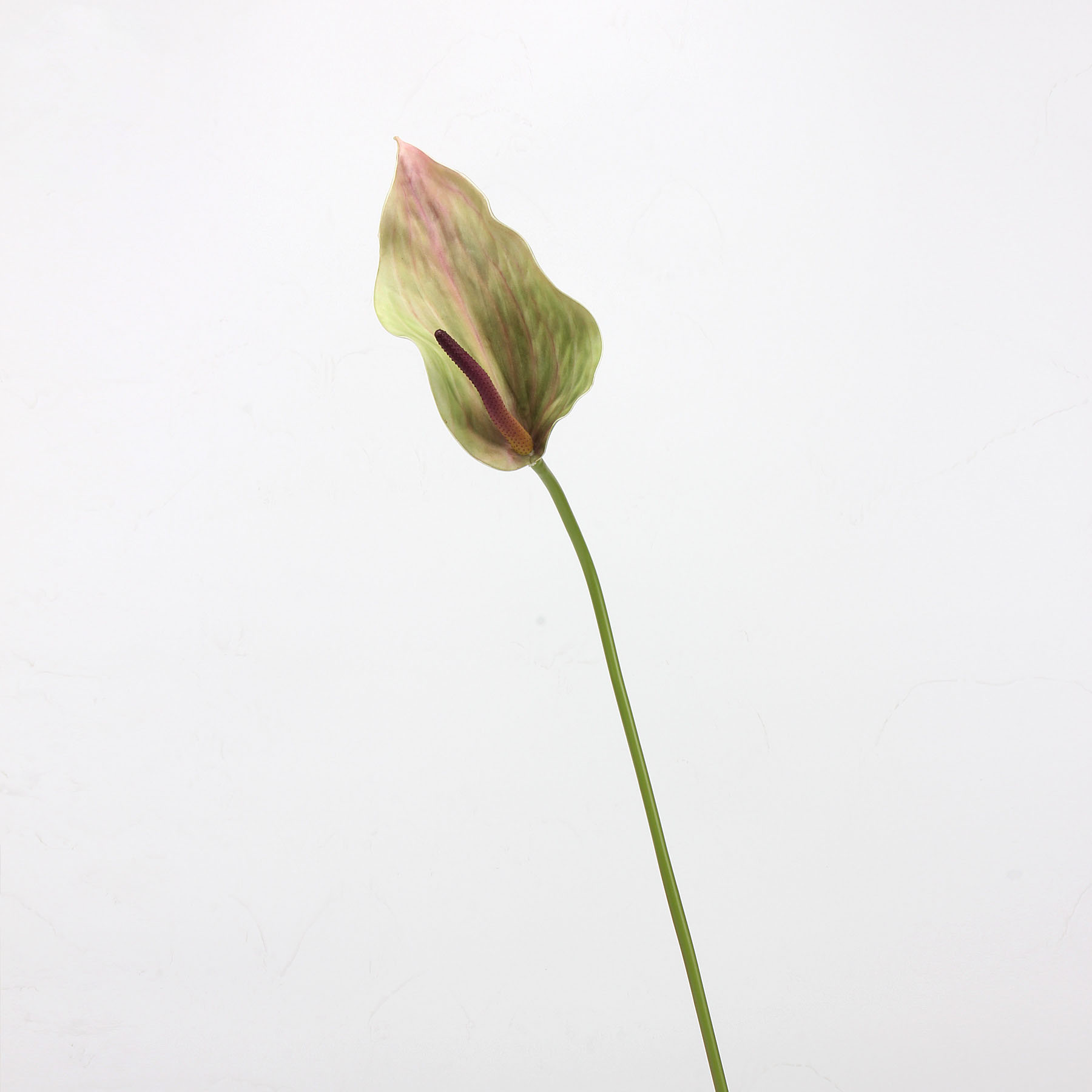 สีเขียว