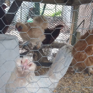 Фабричный продукт, шестиугольная проволочная сетка, Защита деревьев и растений и строительство вольеров, клетки для кроликов и кур, китайский металл - Product Image 3