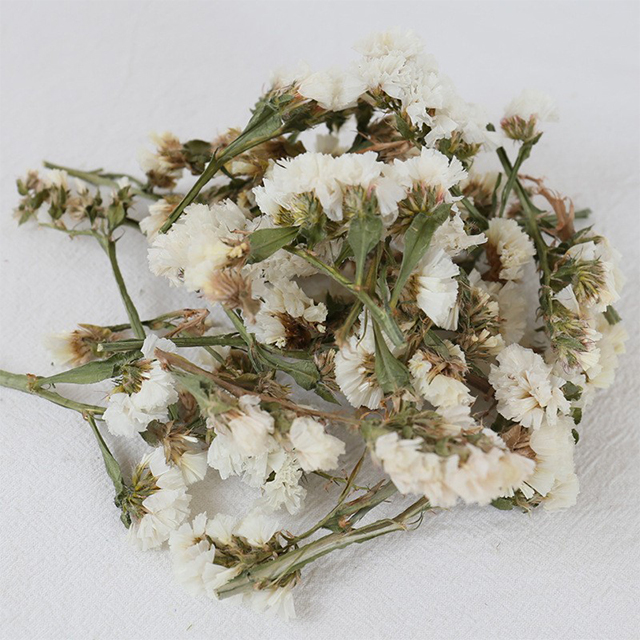 Tête de fleur de myosotis blanc
