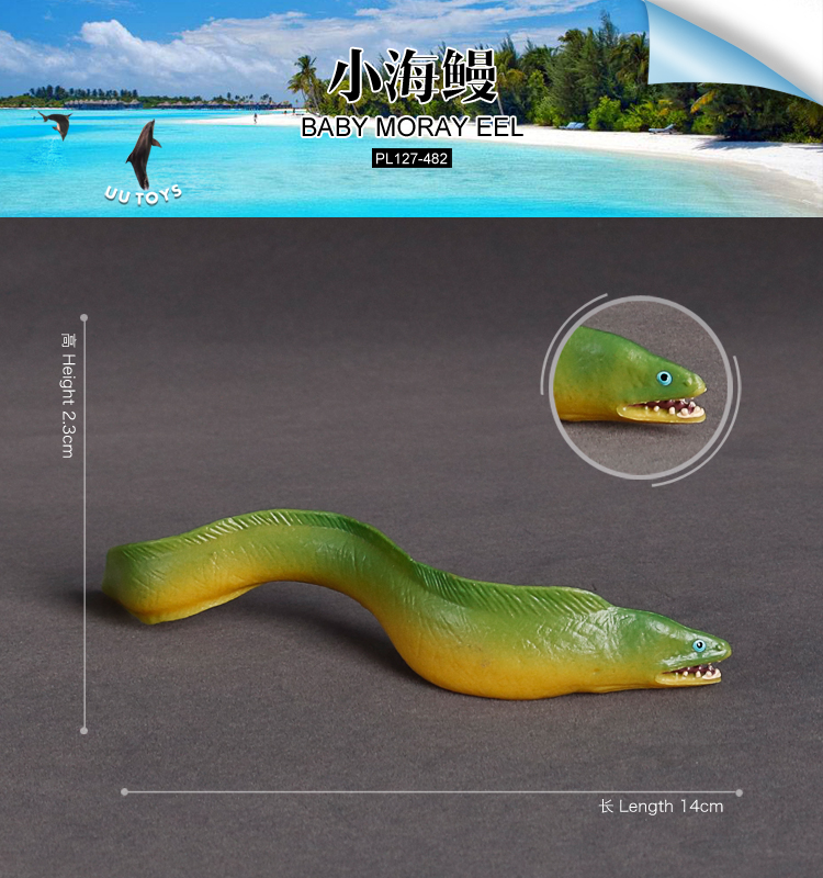 482 Baby Moray Eel