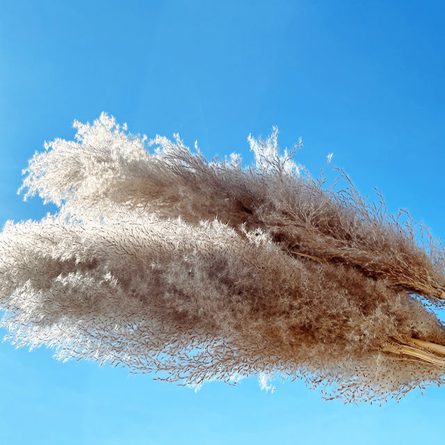 Naturel 110- 120cm de longueur, 60-80cm panache