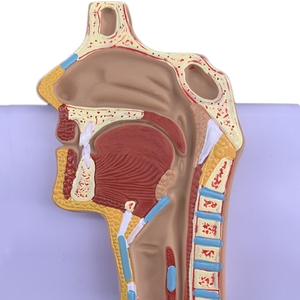Tıp bilimi İnsan anatomik modeli pulmoner solunum ve dolaşım sistemi Model beyin - Product Image 4