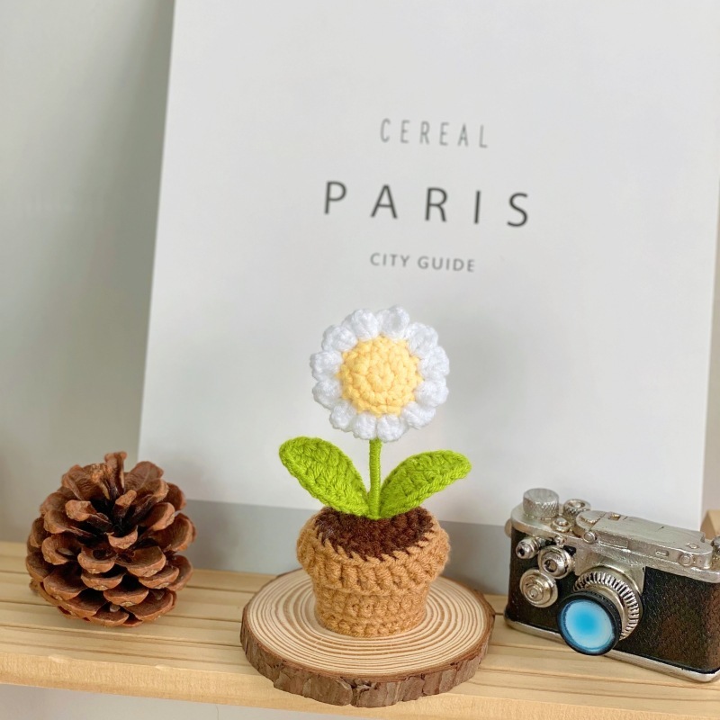 B small white potted daisy