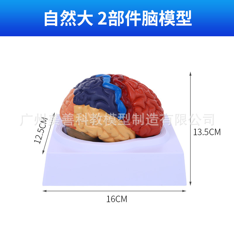 Color-coded brain (with numerical labeling instructions)
