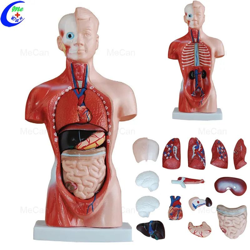 Modello anatomico di anatomia del corpo del Torso umano a doppio sesso educativo per l'insegnamento
