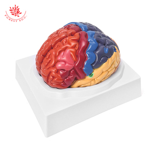 Modello anatomico della struttura del cervello di visualizzazione di varie zone funzionali del cervello di insegnamento medico colore umano modello del cervello - Product Image 2