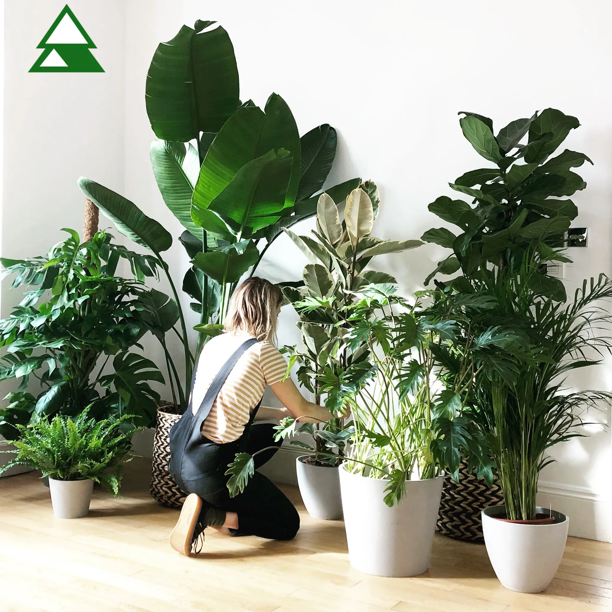 Plante artificielle de palmier en pot, petit arbre décoratif d'extérieur et d'intérieur de maison de paradis, plantes de palmier kwai à vendre