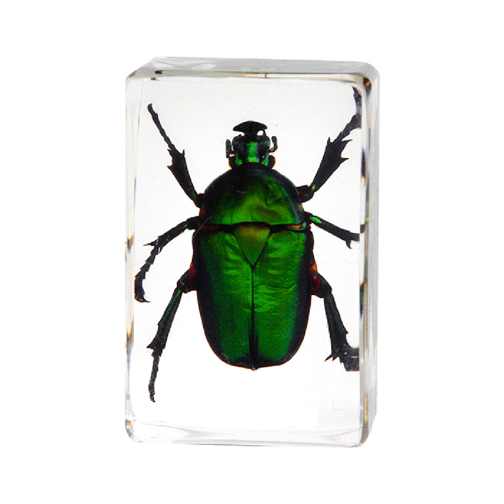 4.5 cm small size-apple green lip flower golden beetle