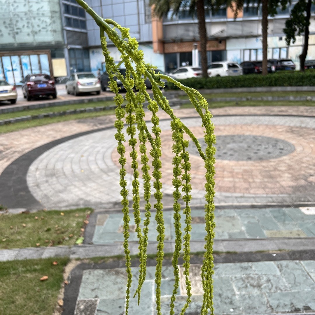 11 head hanging rice green